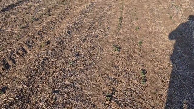 Обзор состояния посевов яровых культур. No-till 10.05.2021 смотреть онлайн