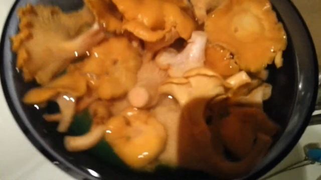 Грибы лисички смотреть онлайн