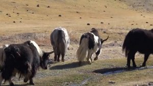 Семья яков. Пустыня Гоби, Гобийский Алтай (Монголия)