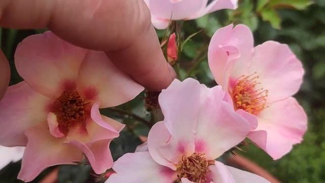 Роза Фо Ю Айс Онли (For Your Eyes Only) Warner 2014 смотреть онлайн