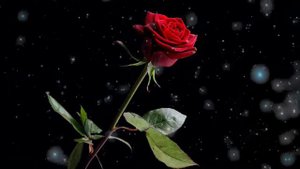 "With a Rose in Your Teeth" | Nathan Moore