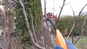 ОБРЕЗКА СЛИВЫ. Меняем форму кроны.