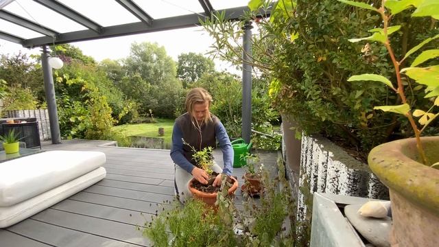 One Seed A Day OSAD 24.09.2021 Saponaria officinalis Soapweed Jabonera Seifenkraut 肥皂草 смотреть онлайн