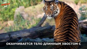 Тигр - самая крупная дикая кошка из ныне живущих. Интересные факты о Тигре