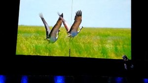 Ойраты. Танец журавлей. Ульяновск, 20.05.2022г.