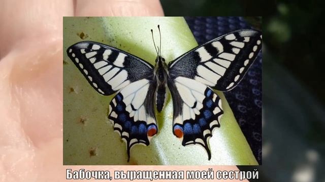 Обзор на гусеницу Махаона смотреть онлайн