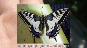 Обзор на гусеницу Махаона