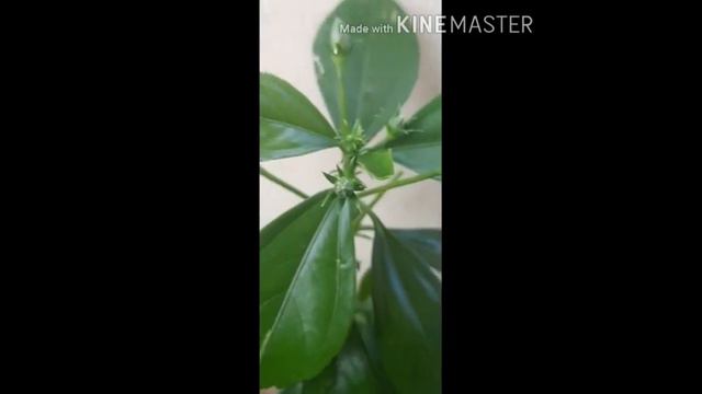 Pink Hibiscus plant at home. смотреть онлайн