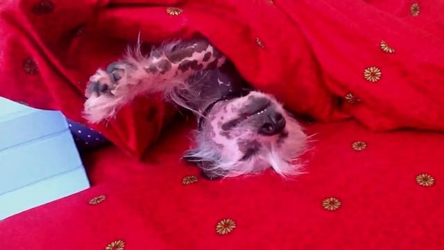 Sleeping dog,собаке что-то снится!!!! смотреть онлайн