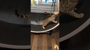 2 Marble Females and 1 Spotted Male Bengal Cats