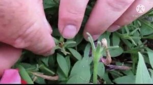 How to collect petunia seeds