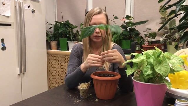 Сингониум. Пополнение коллекции новым экземпляром Mottled Arrowhead смотреть онлайн