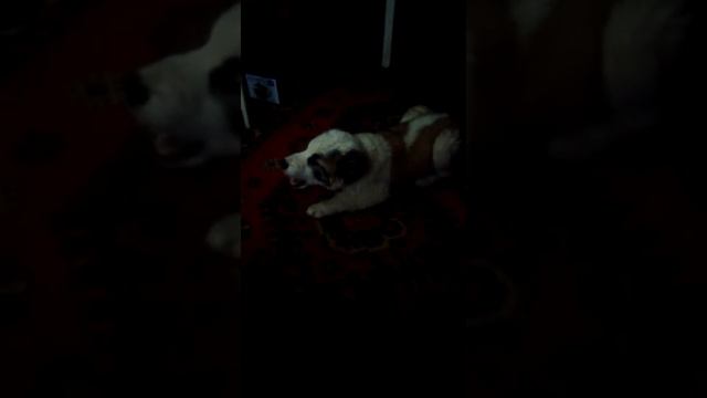 Средне-Азиатская Овчарка по кличке Лимон смотреть онлайн