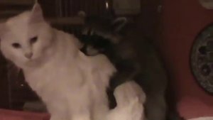 Кошка и Домашний Наглый енот!