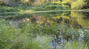 Вот это красота Сибирская. Таежная Сибирская речка. Природа Сибири.