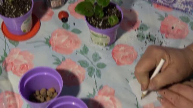 Пересадка фиалок, "Викинг" и "Фаина". комнатные цветы. смотреть онлайн