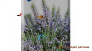 Розмарин обыкновенный Розмарин (rozmarin) ? Розмарин обзор: как сажать, семена розмарина Розмарин