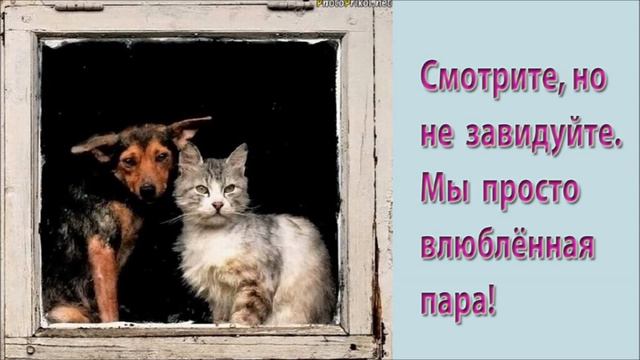 Эти необычные животные смотреть онлайн