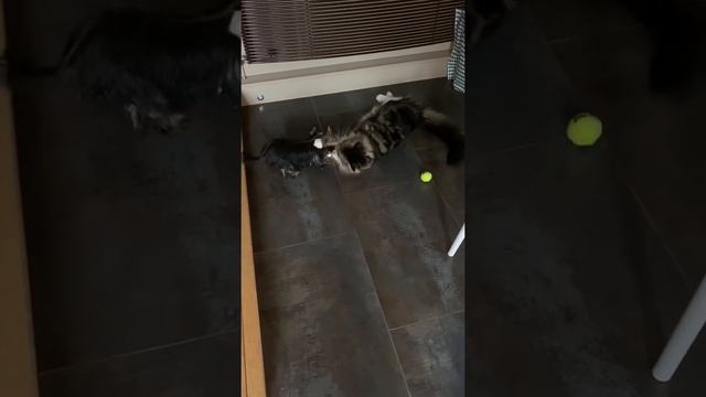 Maine coon vs Yorkshire