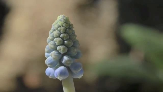 Muscari armeniacum grape hyacinth flower time lapse смотреть онлайн