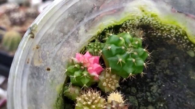 Gymnocalycium Mihanovichii Hibotan Variegata Seeds - Gymnocalycium Variegata gieo hạt sau 7 tháng смотреть онлайн