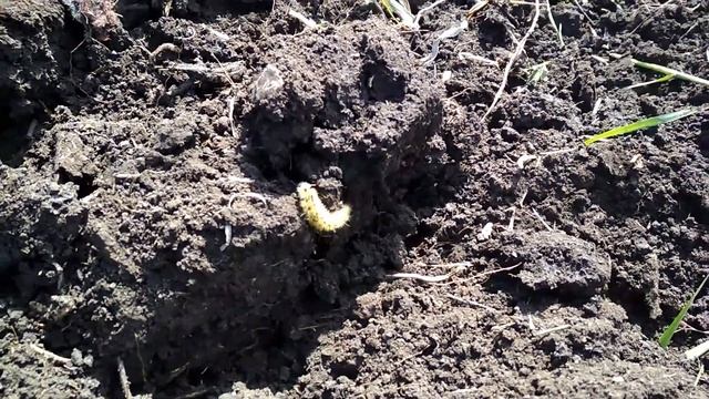 Мохнатая гусеница. TopicRu смотреть онлайн