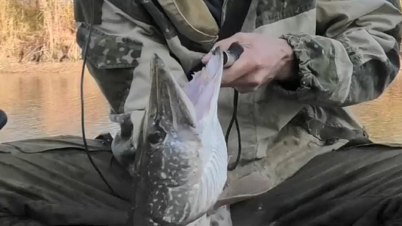 Давно не ловил СТОЛЬКО ЩУКИ - ПРОСТО НА БЛЕСНУ, рыбалка на спиннинг осенью