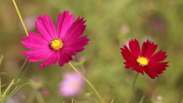 Новая, Это Безумно Красивая Мелодия, Затрагивающая Самые Сокровенные Уголки Души! Музыка для сна смотреть онлайн