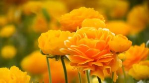 Красивая музыка Сергея Чекалина! Трогающая Самые Сокровенные Уголки Души! До слез...