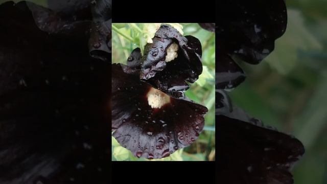 Rose trémière noire: Alcea rosea nigra [ethnoplants]