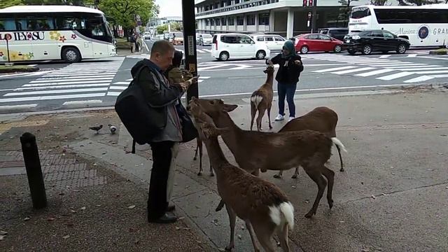 Кормлю оленей в городе Нара смотреть онлайн