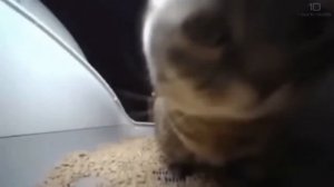 Типи типи тяпа тяпа