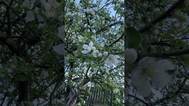 Цветение яблоньки смотреть онлайн