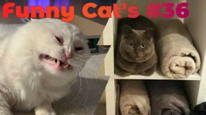 Смешные коты #36.mp4