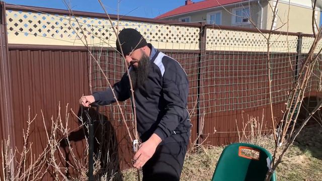 ШЕЛКОВИЦА ДЕРЕВО посадка и уход ТУТОВНИК В САДУ ПЛОДОНОСИТ РЕГИОН ХОЛОДНЫЙ -38 смотреть онлайн