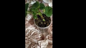 Лучшие сортовые пеларгонии. Пеларгония зональная махровая мини Brixworth Pearl ! Что это ? Советы !