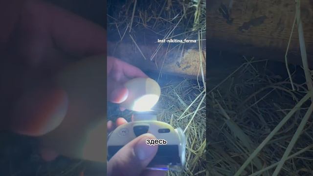 УЗИ яиц ! Овоскопирование яиц ? всех жду в инсте-nikitina_ferma там больше меня ) смотреть онлайн