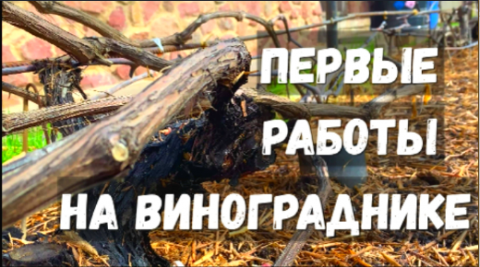 Первые работы на винограднике.