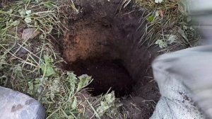 Посадка жимолости осенью, с закрытой корневой.