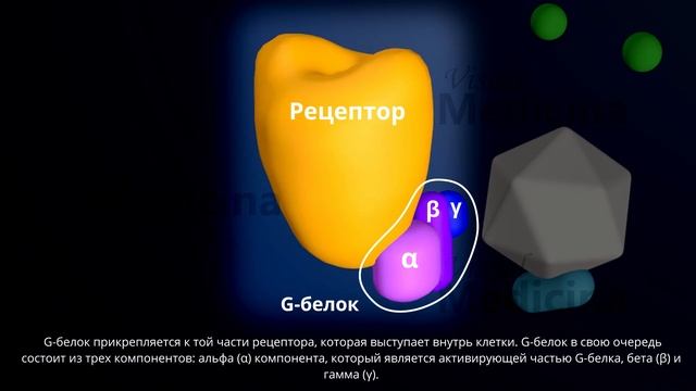 Ацетихолиновые рецепторы