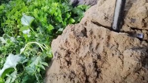 Абиссинка поварово