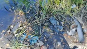 ДНЕВНИК РЫБАКА #17 / озеро Лебяжье / пос. ДУДУРОВКА