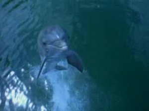 Тайны Морских глубин - Волшебный мир дельфинов