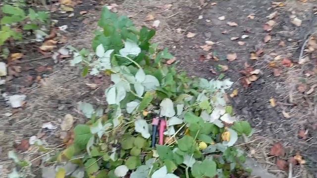 Дружковка 1 ноября 2023.Обрезала малину,весь день тепло. смотреть онлайн