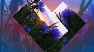 Васильковая родная сторона.Душевная песня.