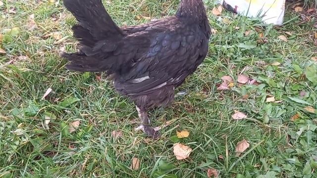 МЕГАКОРМ - честный отзыв!!! Стоит ли он своих денег? смотреть онлайн