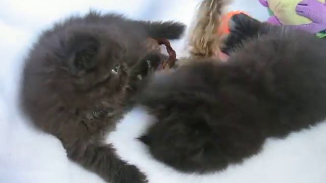 Персидские малыши 5 недель продажа Воронеж смотреть онлайн