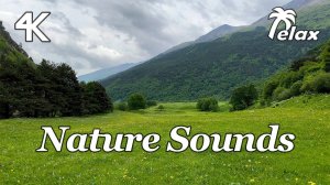 Sounds of nature in the Mountain Valley, on a Rainy Day