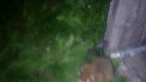 Дикий хомяк (карбыш) ест шашлык и хлеб