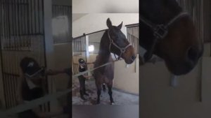 Стрижка лошади